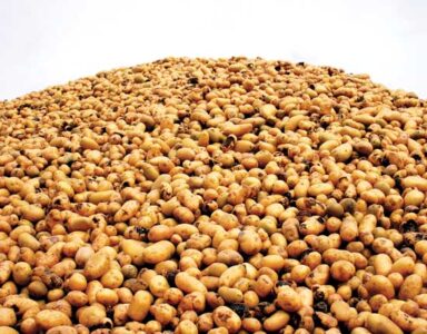 Potato, Interrupted: Genetic Engineering for Disease Resistance